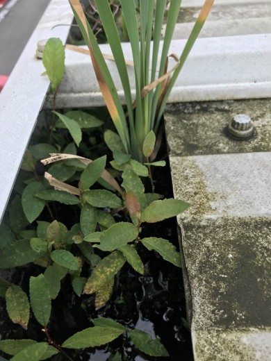 Specialist Cleaning - Gutter Cleaning 004