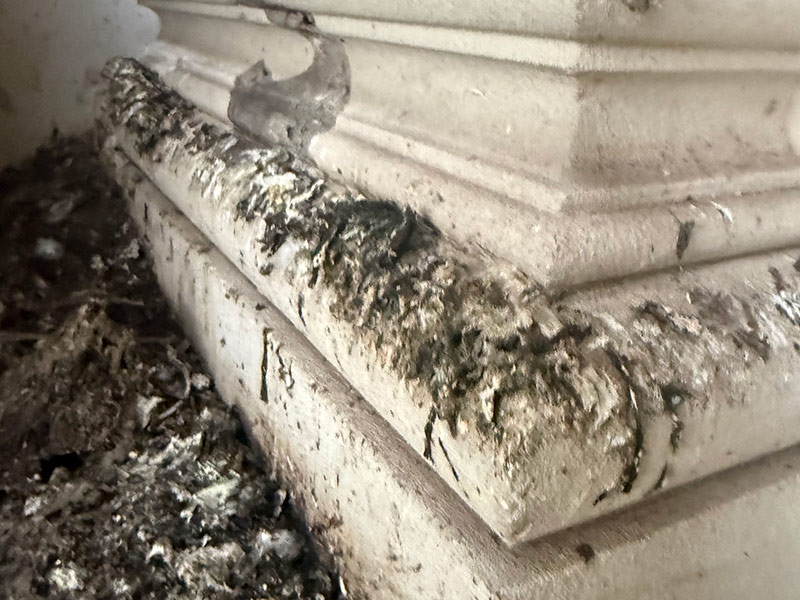 Bird Guano Removal - Collister Limited